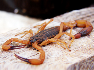 Scorpion control