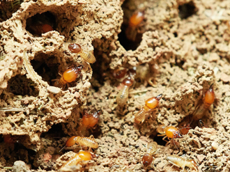 Termite Control in UAE